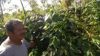 Jumpa 2 ahli kopi senior di Bener Meriah, banyak dapat ilmu | buah kopi nya bikin bahagia
