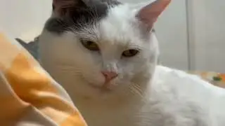 A cat with a sinister smile#viral #cat #funny #pets