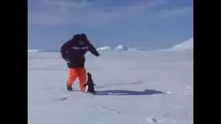Мужик испугался пингвина