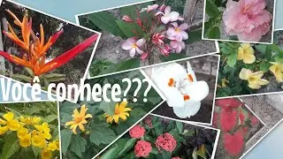 Conheça + de 100 nomes de plantas