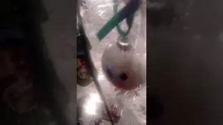 Merry Christmas all you fans out there!