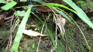 Dendrobates auratus - Panama