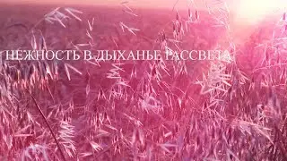 нежность в дыханье рассвета успокающивая музыка и видео