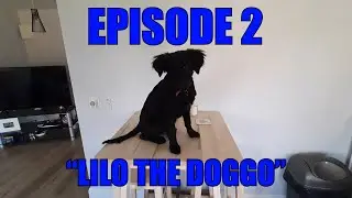 "Corona Vlog" Episode 2: "Lilo The Doggo"