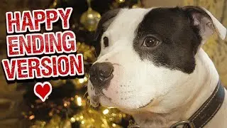 Staffordshire Bull Terrier Christmas Advert 2020 | Happy Ending Version | Don't Let Me Go