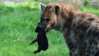 Twee gevlekte hyena's geboren in Safaripark Beekse Bergen