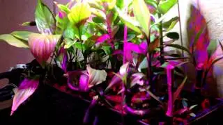Сichlid Aquarium 250 L +Fito Filter 21.05.2018.Цихлиды.