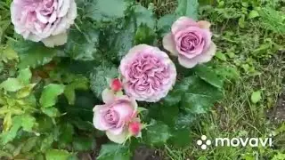 Розы-первогодки. Premium класса, срезочные розы. Монмартр, Самарканда, Лондон ай, Гайд Парк