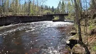 walk on forest