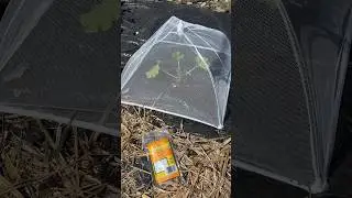 Protecting Young Zucchini Plants from Insects # #vegetablegardening #gardening #garden