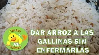 Como dar Arroz a las Gallinas sin Enfermarlas  Chicken Animals1