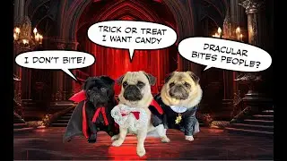 PUGS in COSTUMES HALLOWEEN Photo Shoot
