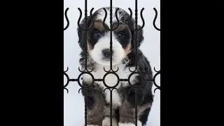 Remove Fence with 1 Simple Step in Photoshop