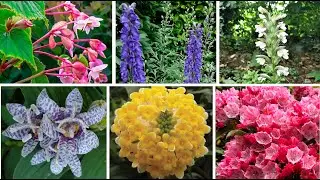 10 Unexpected Champions of the Shade Garden
