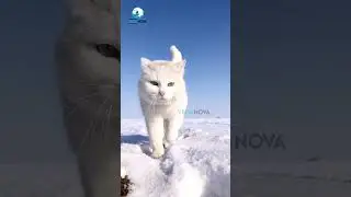 White Cat | #white #cat #cute #viral #animal #viralvideo #indian #pets