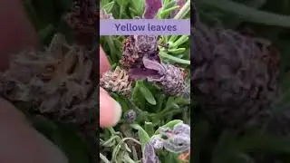 Common Lavender Problems | Shorts