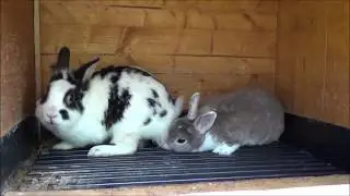 12+ Sluchai Korovka. Mating rabbits how to do it right