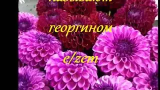 ДАЛИЯ  . В РОССИИ -ГЕОРГИНЫ.