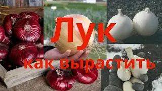 Как выращивать лук Лук ялтинский семена Лук эксибишен выращивание через рассаду Лук комета Сельская
