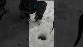 ПОКЛЕВКА НА КИВОК