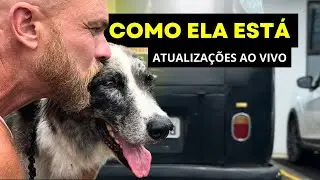 O QUE ESTÁ ACONTECENDO COM NOSSA CACHORRA ATUALIZAÇÃO