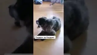Когда На улице дождик... #питомникшилеле #shorst