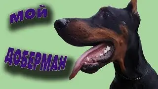ВЕРНЫЙ ДОБЕРМАН! АРМАНИ КУТЮР ИЗ ЗООСФЕРЫ! СЕМЁН!