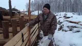 ВЕС ПОРОСЕНКА МАНГАЛИЦЫ В ПОЛТОРА МЕСЯЦА.