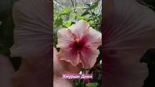 Хмурым денем зимний сад пестрит. #комнатныерастения #будницветовода #гибискус