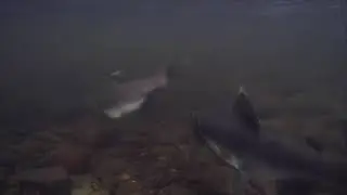 Pink Salmon (Oncorhynchus gorbuscha)