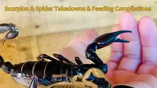 Arachnid Takedowns & Feeding Compilation 
