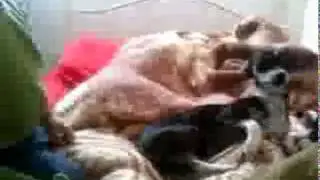 el bebe gracioso parte 3