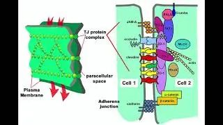 Immunology 101: Innate Immunity