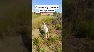 Степан быкует )))