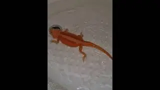 Pogona vitticeps. Бородатая агама .