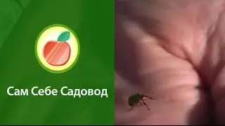 Грушевый трубковёрт долгоносик