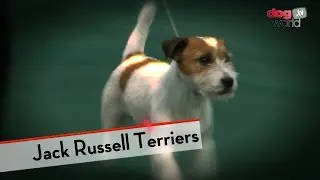 Jack Russells - Best of Breed