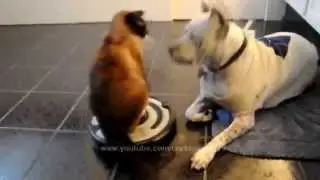 Какие бы законы нарушали животные,если были бы людьми