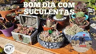 Nosso jardim de suculentas,Como está o nosso jardim de suculentas. #suculentas #cultivodesuculentas