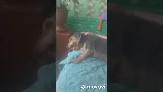 Наши хвостики любимые 😘😘😘😘😘😘😘