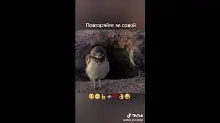 МЕГА ПОДБОРКА ЛУЧШИХ ПРИКОЛОВ #1