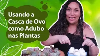 Como fazer Adubo com Casca de Ovo para suas Plantas