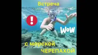 Встреча с морской черепахой. Разнообразный подводный мир. Подводный мир дайвинг.