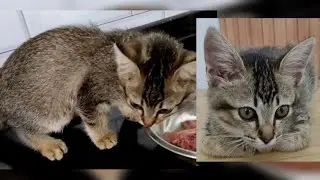 This kitten, finally has a home and family @lilyivo