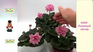 Новый сорт фиалки НАМ-Розовый ветер