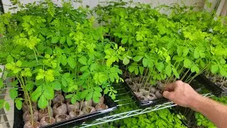 Moringa Farm with 50,000 Moringa Trees