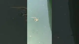 Do Fish Eat Lizards?