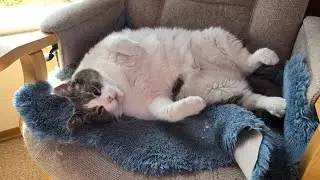 Cat vision - Chair edition