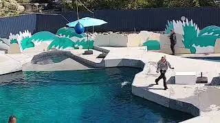 Sea lion show in NY aquarium 