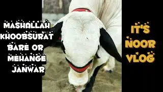 Bakra Mandi Vlog 2023 | It's Noor Vlog | Bakra Mandi Tour | MashAllah Mehange Janwar | Bakra Eid Ki.